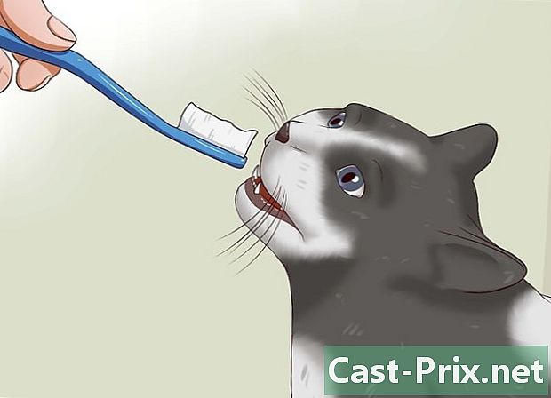 Cómo limpiar los dientes de un gato. - Guías