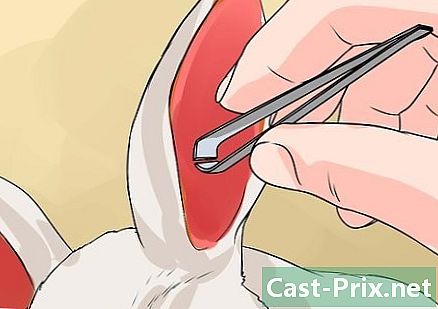 Hogyan lehet megtisztítani a nyula füleit - Útmutatók