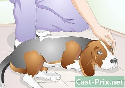 Hvordan man renser øjnene på sin hund - Guider