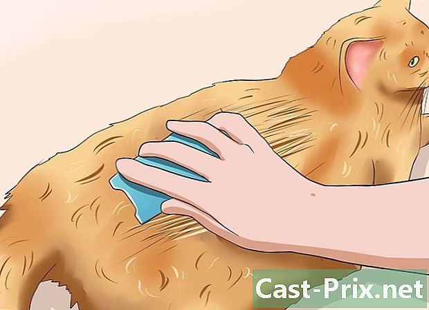 Как почистить свою кошку, когда он не может сделать это сам