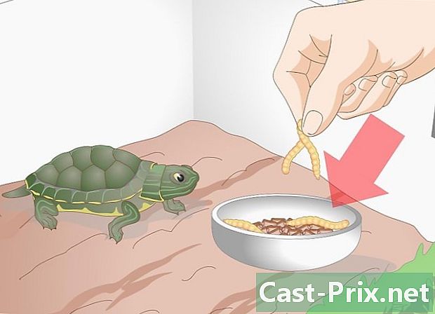 Sådan fodres din skildpadde, når hun nægter at spise - Guider