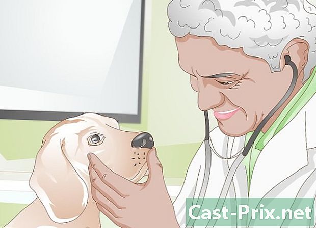 Как да нахраните кучето си