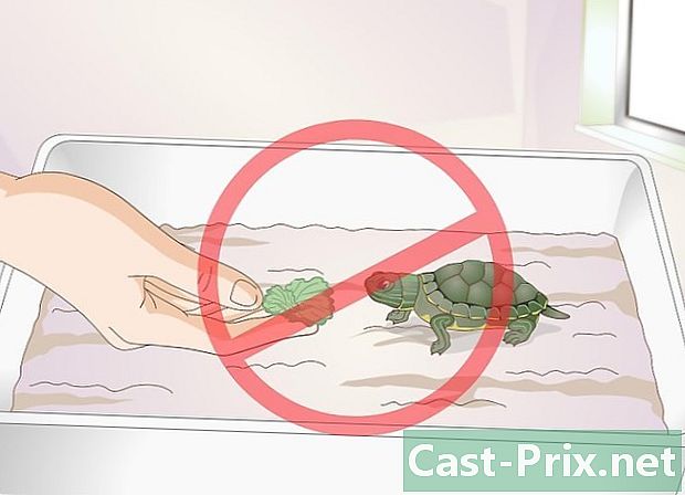 Cómo alimentar a una tortuga bebé