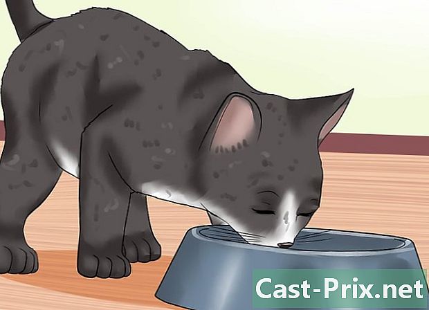Hvordan mate en kattunge