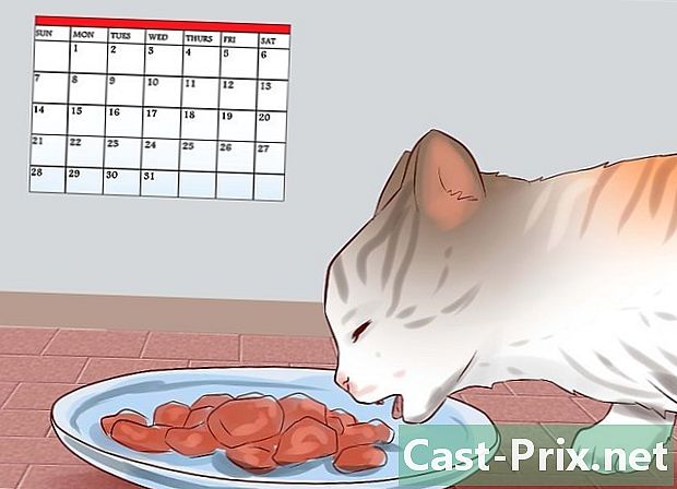 Hvordan mate en nyfødt kattunge