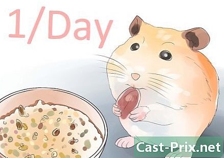 Cara memberi makan hamster