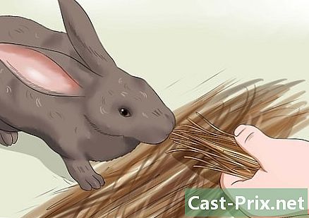 Come nutrire un coniglio domestico