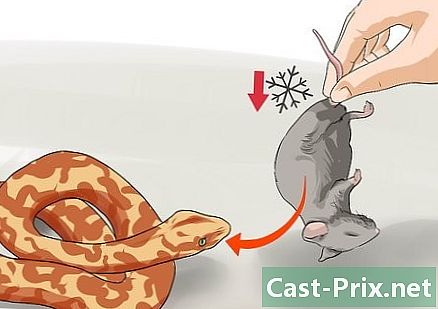 Como alimentar uma cobra
