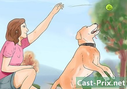 Cum să vă mențineți câinele ocupat ore întregi - Ghiduri