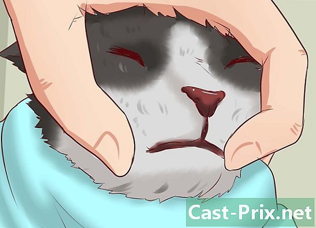 Jak otevřít ústa kočky - Vodítka
