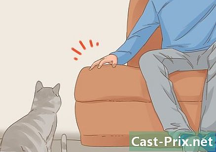 Hogyan lehet beszélni a macskáddal - Útmutatók