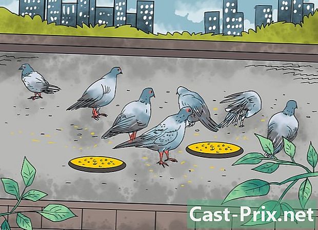 Como capturar pombos