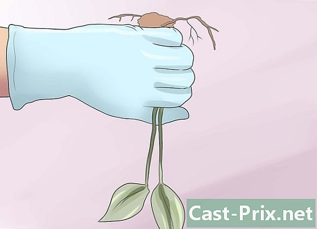 Cum să plantezi