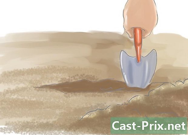 Ako zasadiť levanduľa