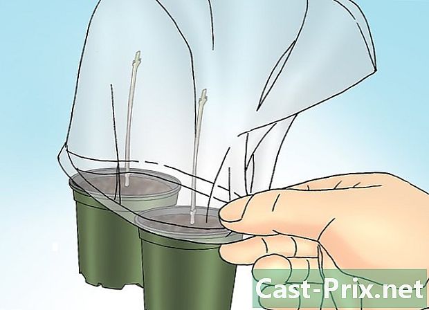 Hur man planterar fotinia