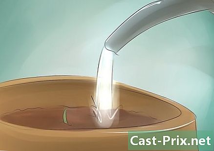 Hur man planterar pitayor