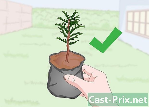 Cómo plantar cedro - Guías