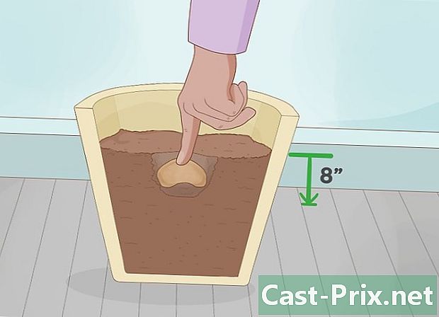 Как да засадите яма с манго