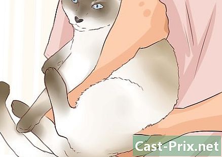 Bagaimana memakai kucing