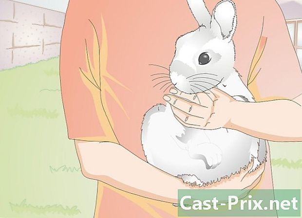 Wie man ein Kaninchen trägt