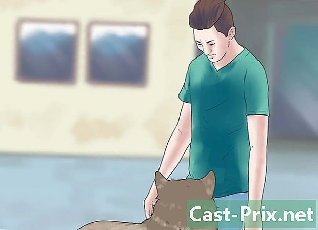Hvordan man ejer en kæledyrsulv - Guider
