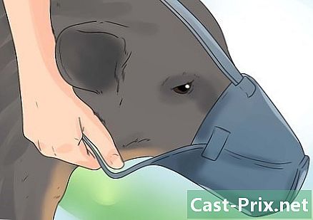 Hvordan ta temperaturen på en hund - Guider