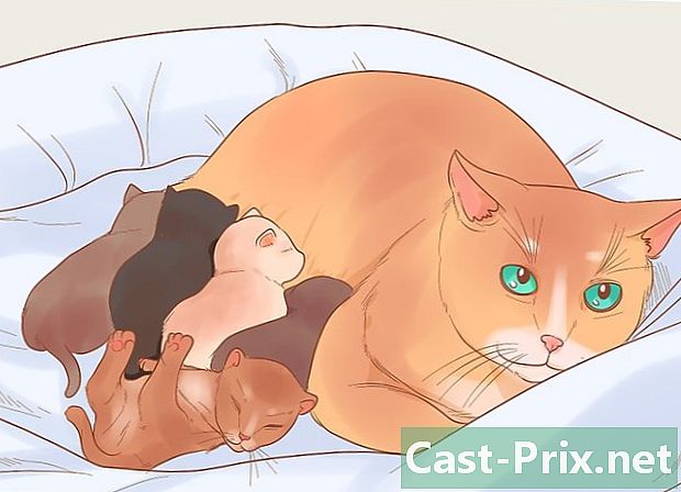Cách chăm sóc mèo con - HướNg DẫN