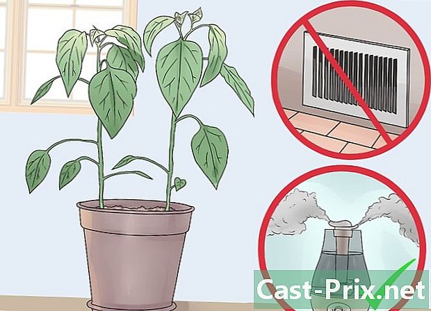 Hvordan ta vare på plantene dine