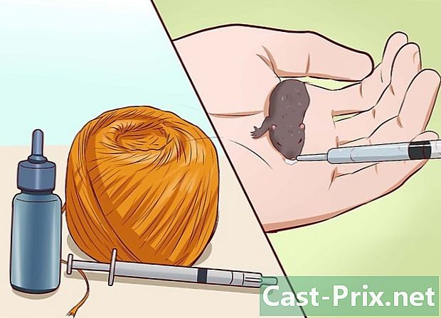 Cómo cuidar a ratones jóvenes