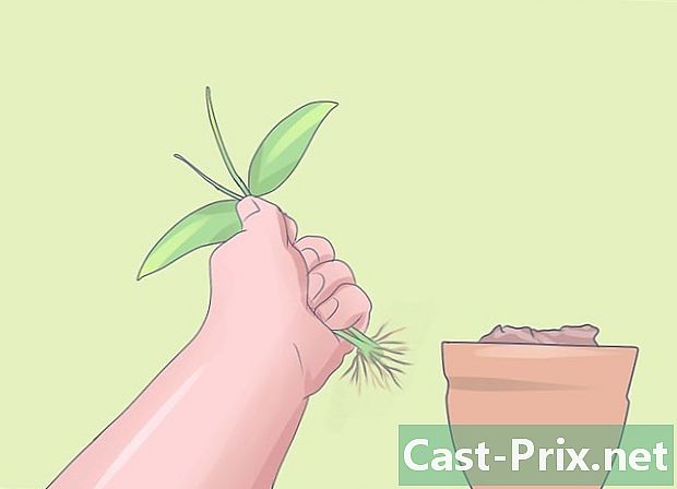 Jak se starat o miniaturní orchideje