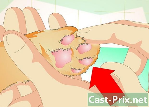Hoe de poten van een kat te verzorgen