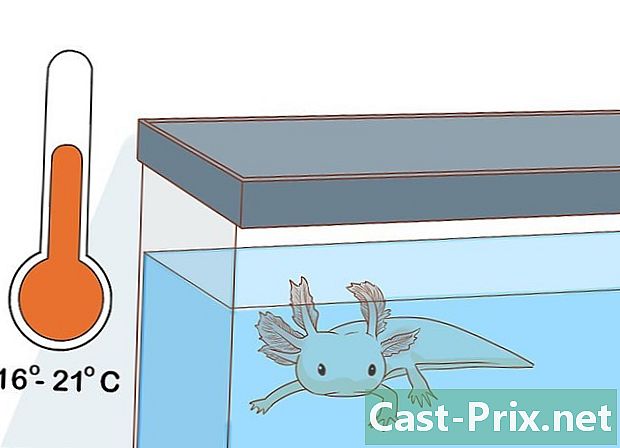 Wie man sich um einen Axolotl kümmert