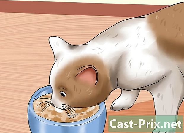 Cách chăm sóc mèo trong nhà - HướNg DẫN