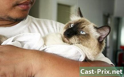 Hogyan kell vigyázni egy beteg macskára? - Útmutatók