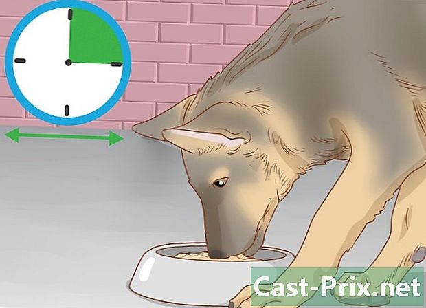 Ako sa starať o psa