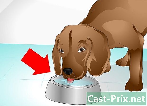 Jak se starat o nemocného psa - Vodítka