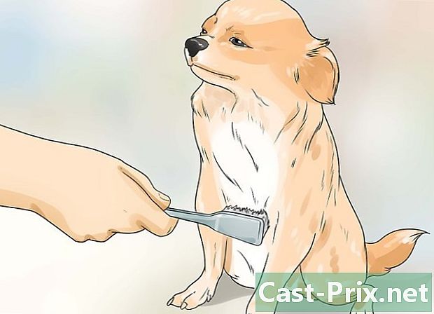 Cara merawat Chihuahua