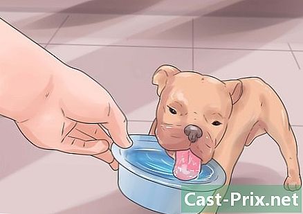 Como cuidar de um filhote de cachorro Bulldog Inglês - Guias