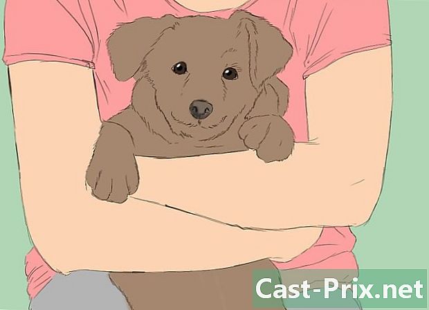8週齢の子犬の世話をする方法