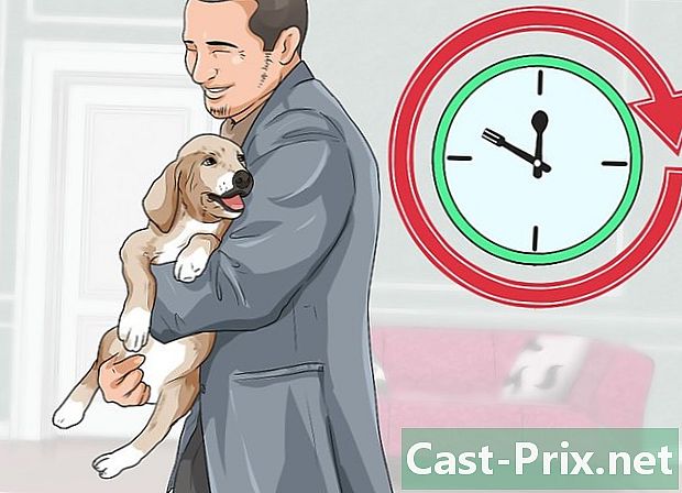 Bagaimana untuk menjaga anak anjing semasa bekerja sepenuh masa