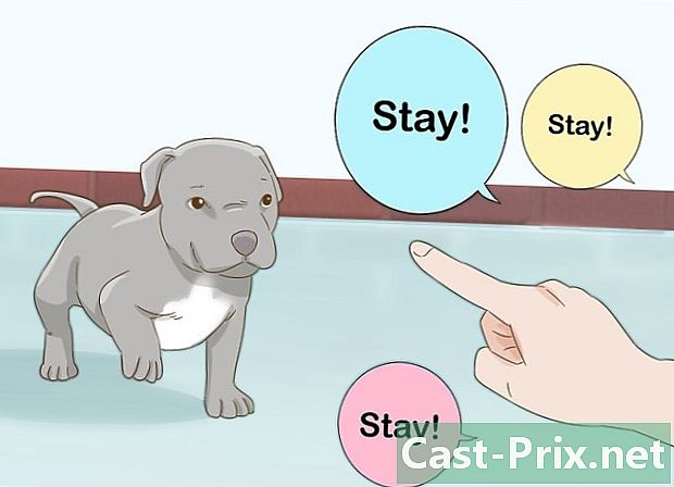 Hur man tar hand om en pitbull valp