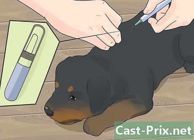 Cách chăm sóc chó con Rottweiler - HướNg DẫN