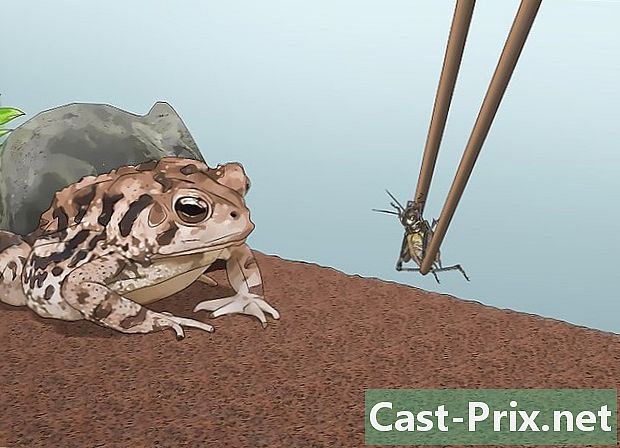 Как да се грижим за жаба на Америка