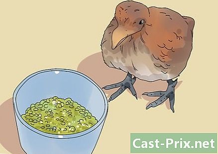 Cách chăm sóc chim bồ câu non - HướNg DẫN