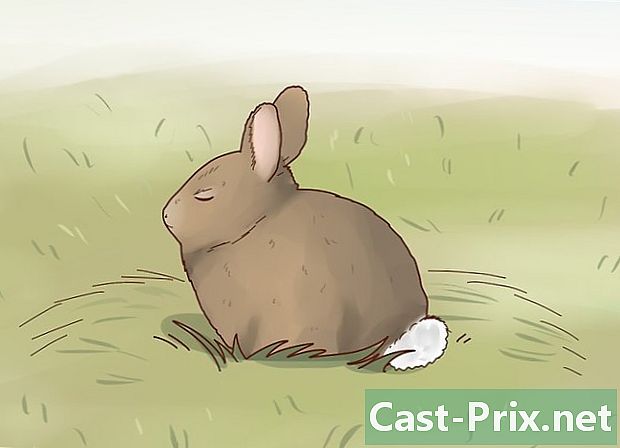 Hvordan man tager sig af en vild kanin