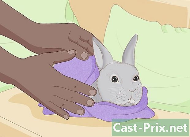 Como cuidar de um coelho ferido