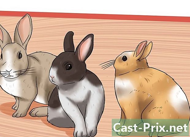 Com cuidar un conill domèstic - Guies