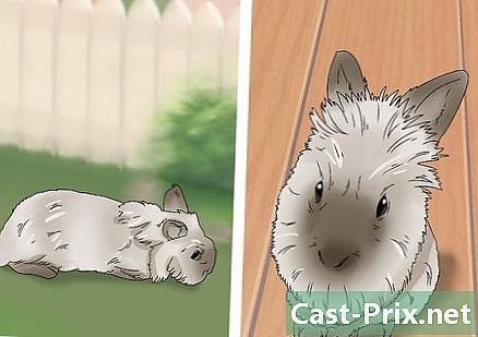 Ako sa starať o králika levej hlavy