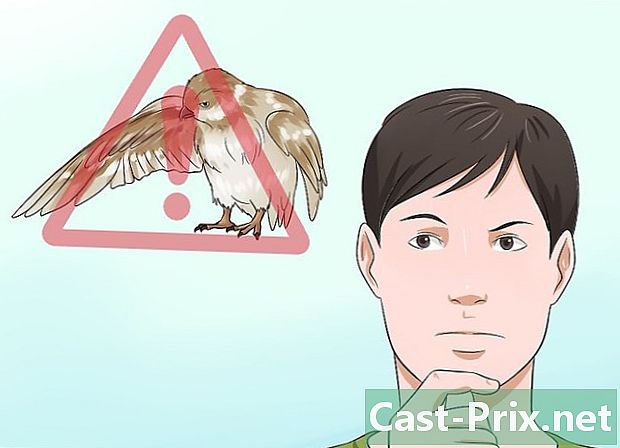 Hvordan man tager sig af en såret fugl, der ikke kan flyve - Guider