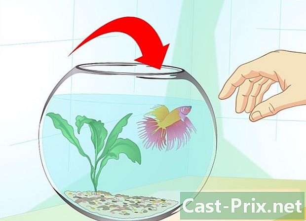 Como cuidar de um peixe que luta em uma jarra